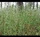 Schizachyrium scoparium