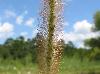 Setaria parviflora
