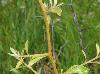Sideroxylon lanuginosum