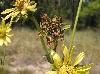 Silphium laciniatum