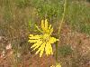 Silphium laciniatum