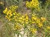 Solidago nitida