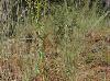 Solidago nitida