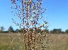 Sporobolus silveanus