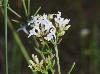 Stenaria nigricans