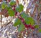 Symphoricarpos orbiculatus