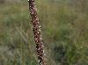 Tridens strictus