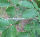 Ulmus alata
