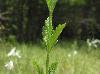 Verbena xutha