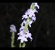 Verbena xutha