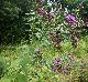 Vernonia baldwinii