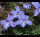 Viola pedata