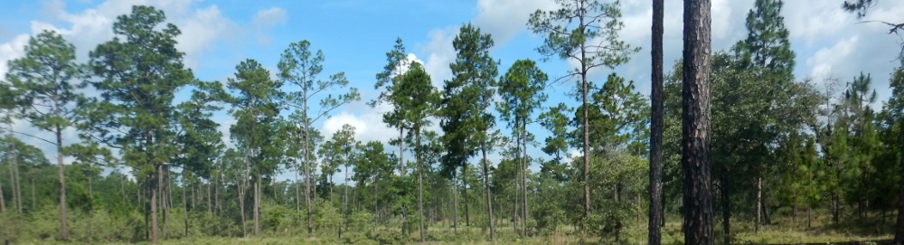longleaf pine stand