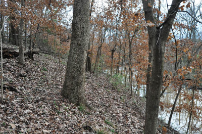 Mesic lower slope forest, Nacogdoches,Texas