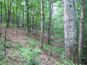 Mesic lower slopes & bottoms