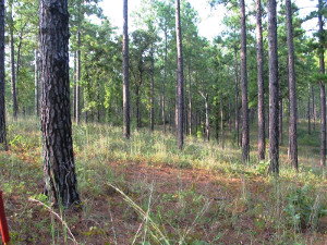 Pine-Dominated uplands