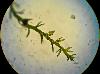 Cephalozia bicuspidata