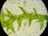 Cephalozia bicuspidata