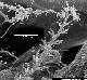 Cephalozia bicuspidata
