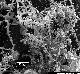 Cephalozia bicuspidata