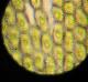 Haplocladium microphyllum
