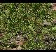 Sematophyllum sp