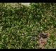 Sematophyllum sp
