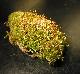 Sematophyllum sp