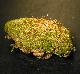 Sematophyllum sp