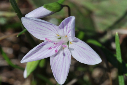 Claytonia virginica, Nacogdoches, Texas