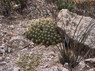 Desert Vegetation