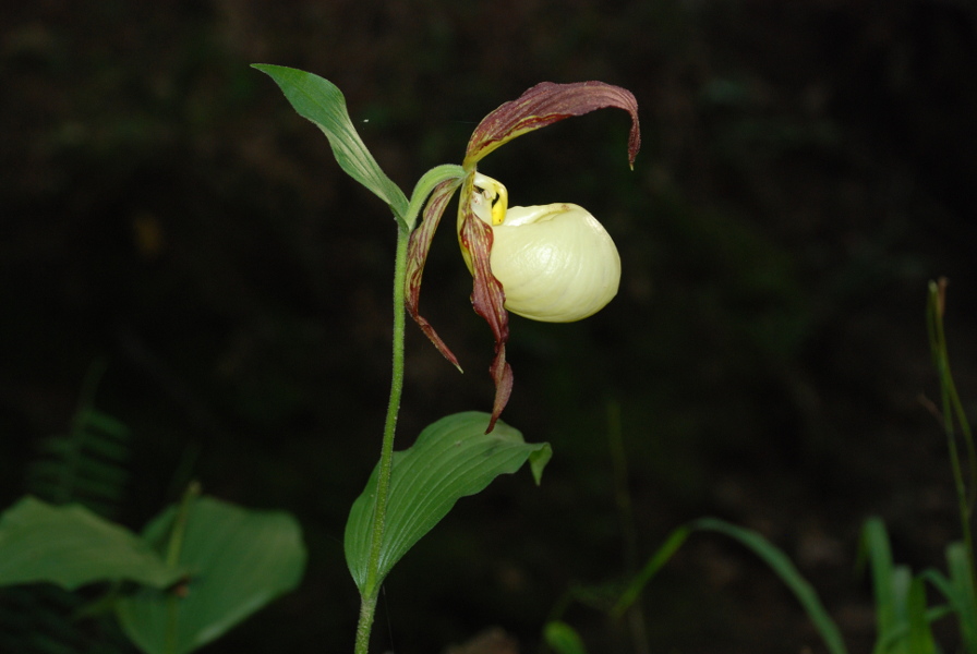 Cyprededium