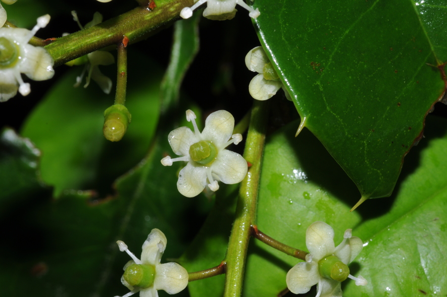 Ilex opaca