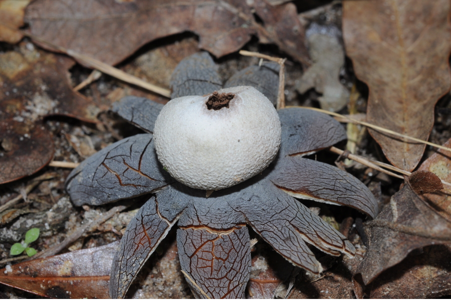 earth star