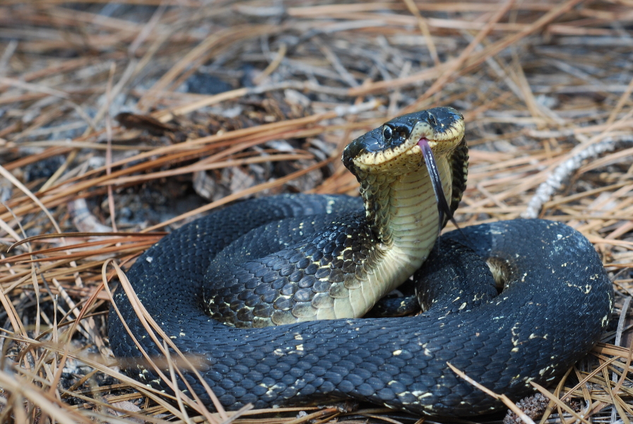 hognose snake