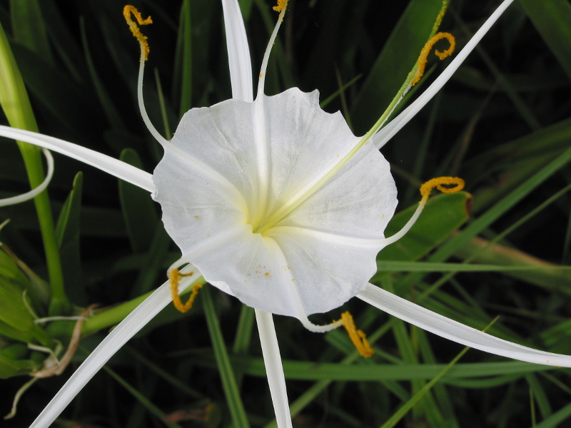 Hymenocallis
