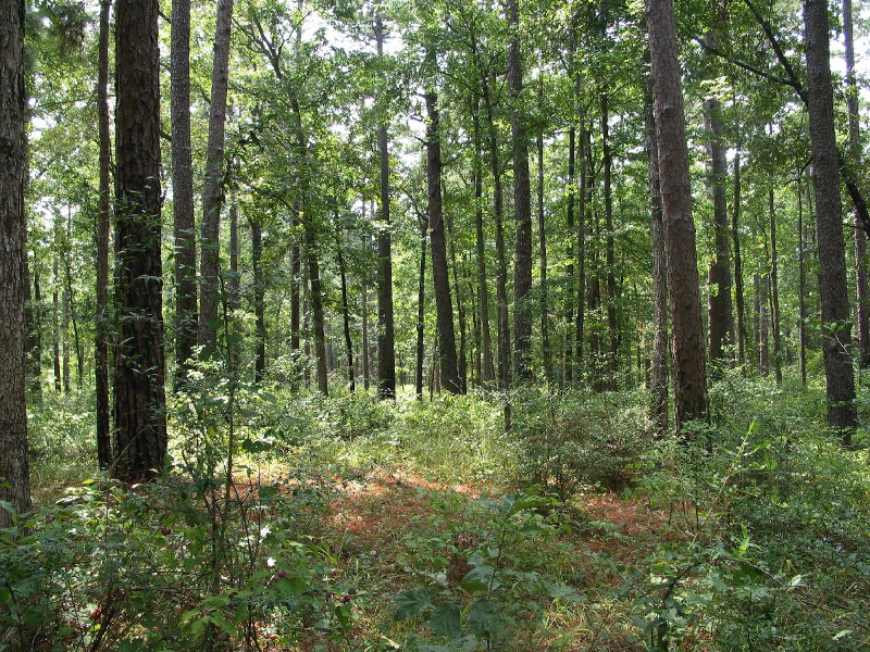 mixed upland forest