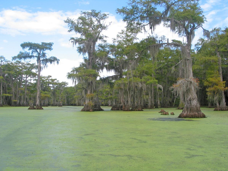 CaddoLake