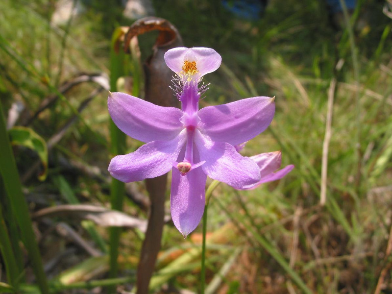Calopogon