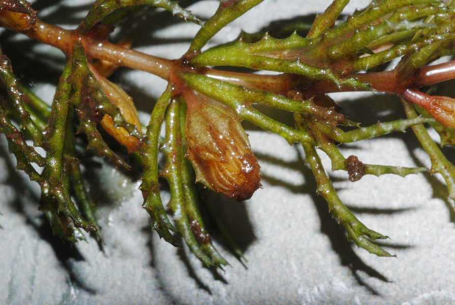 Ceratophyllum_demersum