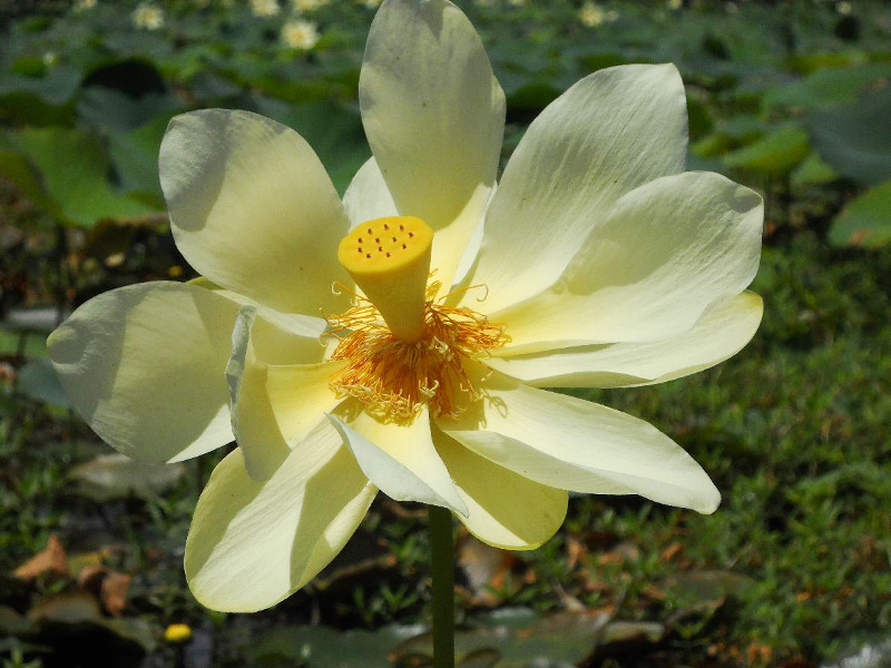 Nelumbo