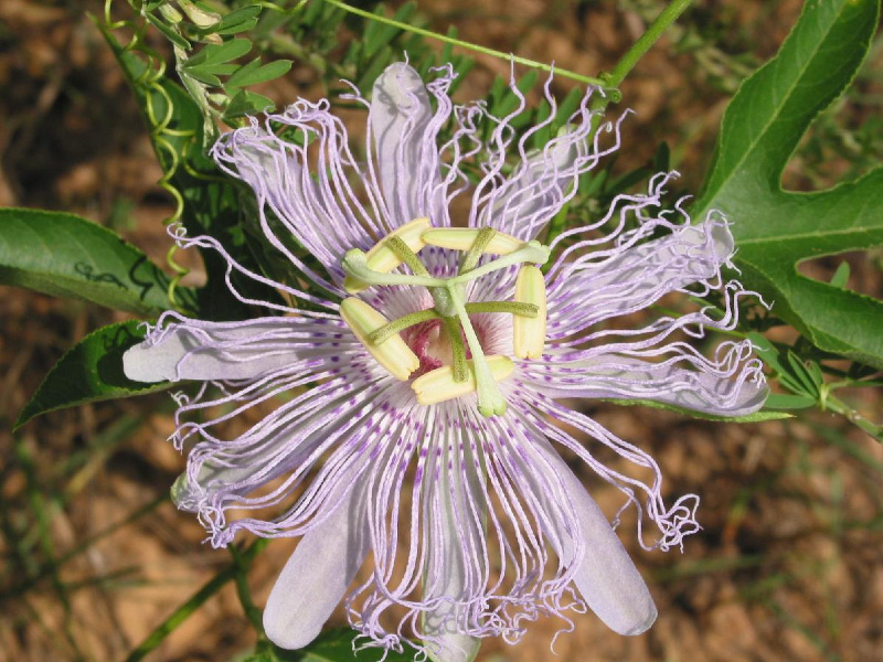 Passiflora