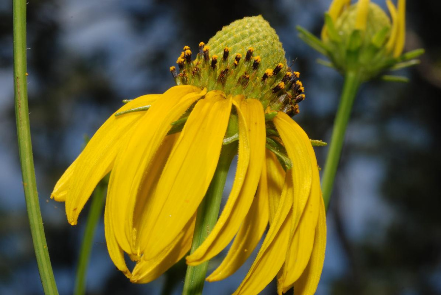 Rudbeckia