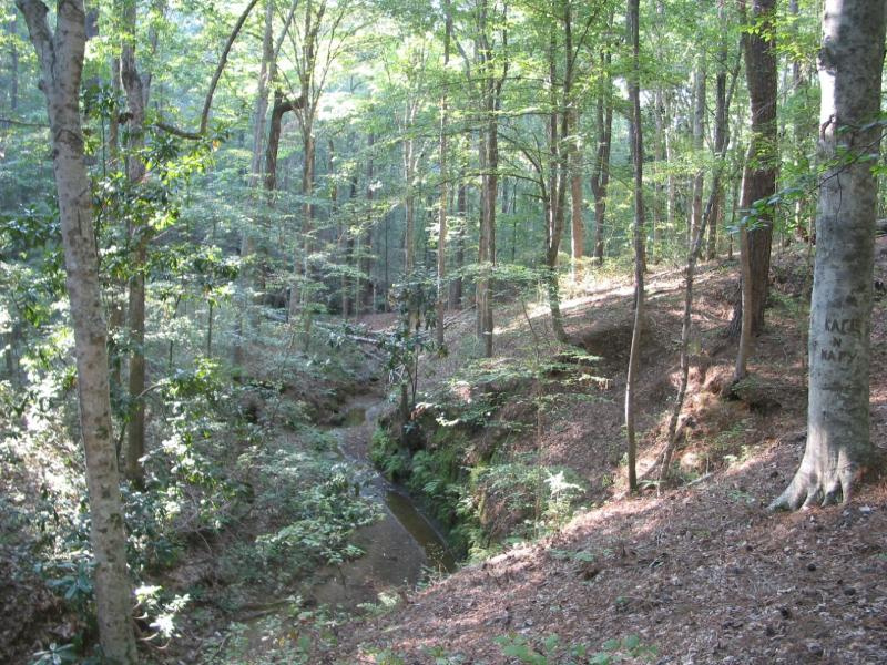 E.TX mesophytic forest