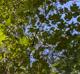 Acer rubrum