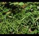Dichanthelium dichotomum