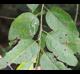 Diospyros virginiana