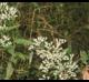 Eupatorium serotinum