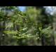 Gleditsia aquatica
