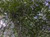 Ilex opaca